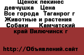 Щенок пекинес девчушка › Цена ­ 2 500 - Все города, Таганрог г. Животные и растения » Собаки   . Камчатский край,Вилючинск г.